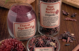 Read more about the article ALGA MERAH (RED ALGAE) EXTRACT