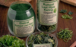 Read more about the article RUMPUT LAUT HIJAU (GREEN SEAWEED) EXTRACT